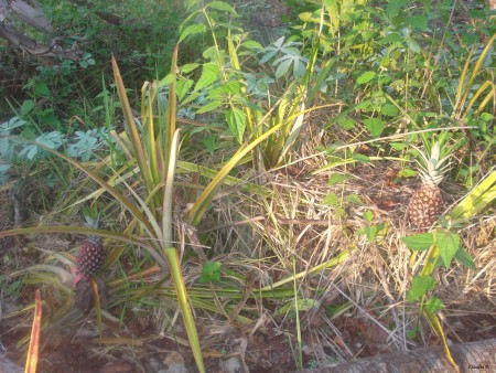 Ananaseiros ... percurso até Manucoco - Ilha de Ataúro; @2012